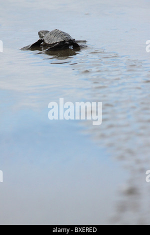 Olive Ridley Turtle Jungtier (Lepidochelys Olivacea) Ankunft zum Ozean. Stockfoto