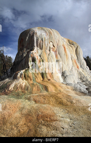 Elefant heißen Zweige im Yellowstone-Nationalpark, Wyoming, USA Stockfoto