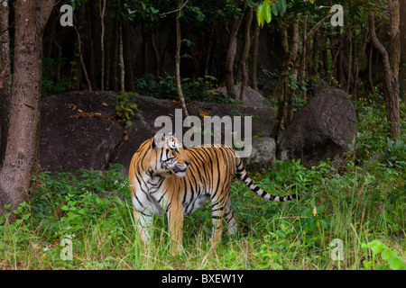 Indochinesische Tiger am Phnom Tamao Wildlife Rescue Center - Provinz Kandal, Kambodscha Stockfoto