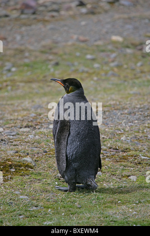 Seltene melanistische (schwarz) Form von [Königspinguin] [Aptenodytes Patagonicus] [Fontana Bay] [Süd-Georgien] Stockfoto