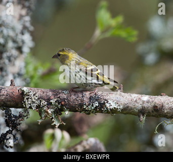 Erlenzeisig (Zuchtjahr Spinus) auf lichened Zweig, Weiblich Stockfoto