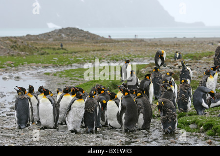 Gruppe von [Königspinguine] [Aptenodytes Patagonicus] stehend im Wasser zu putzen auf steinigen Strand von [Fontana Bay], [Süd-Georgien] Stockfoto
