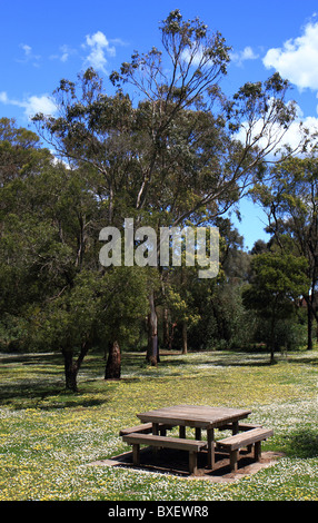 Picknick-Tisch zwischen Bäumen und weißen Blüten im Tower Hill National Park, Victoria, Australien Stockfoto