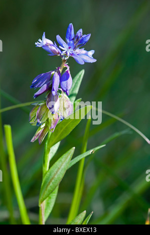 Gemeinsamen Kreuzblume (Polygala Vulgaris), Blume detail Stockfoto