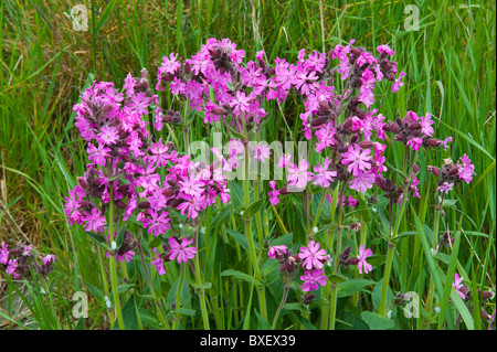 Red Campion (Silene Dioica), Blumen Stockfoto