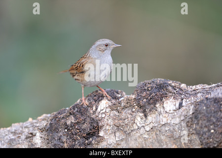 Heckenbraunelle beobachtet - Hedge beobachtet - Hedge-Spatz (Prunella Modularis) stehend auf einem gefallenen toten Baumstamm im winter Stockfoto