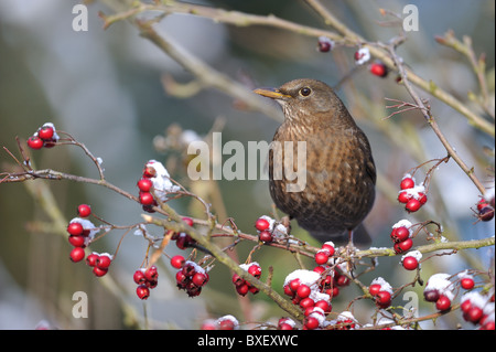 Eurasische Amsel - gemeinsame Amsel (Turdus Merula) weiblich Essen Haws in Weißdorn im winter - Louvain-La-Neuve - Belgien Stockfoto