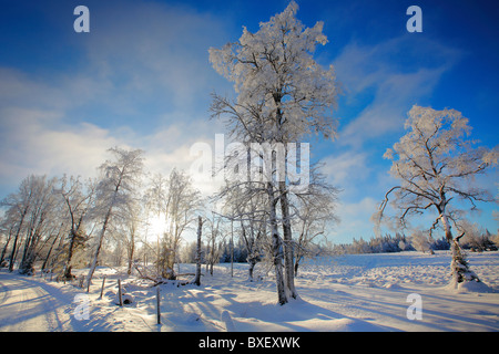 Winterlandschaft mit einige Schneeflocken in den Himmel Stockfoto