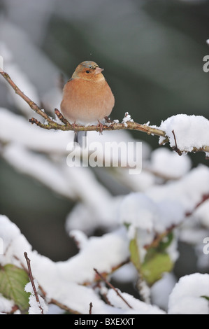 Europäische Buchfink - gemeinsame Buchfinken (Fringilla Coelebs) männlichen Zweig mit Schnee im winter Stockfoto