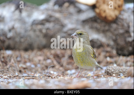 Europäischen Grünfink (Zuchtjahr Chloris - Chloris Chloris) Frauen auf der Suche nach Nahrung auf dem Boden im Winter Stockfoto