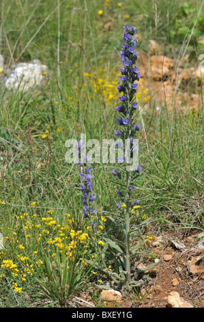 Gemeinsamen viper's Bugloss - Blueweed (Echium Vulgare) Blütezeit im Frühjahr - Cevennen - Frankreich Stockfoto