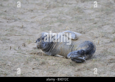 Grey seal (Halychoerus Grypus - Halichoerus Grypus) Welpe ruht auf den Dünen im Winter - Lincolnshire - England Stockfoto