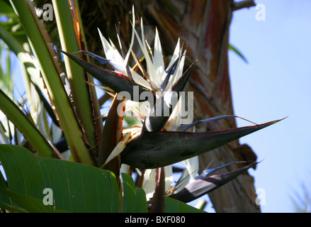 Weiße Paradiesvogelblume, Strelitzia Alba, Strelitziaceae. Western Cape, Südafrika. Stockfoto