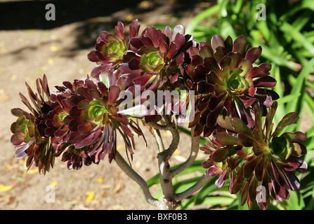 Lila Crest Aeonium oder schwarzen Baum Aeonium, Aeonium Arboreum Var Atropurpureum, Marokko, Nordafrika Stockfoto