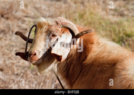 Türkei Hisarönü angebundene Ziege Stockfoto