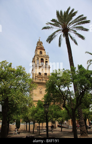 Die Kathedrale-Moschee von Cordoba Stockfoto