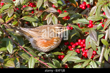 Rotdrossel (Turdus Iliacus) Fütterung auf Zwergmispel Beeren im Winter in Irland Stockfoto