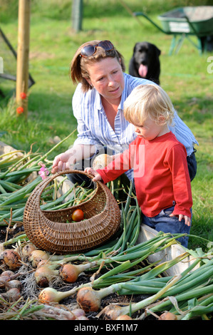 Eine Mutter und ihr Sohn mit einer Ernte von frisch gezapftes Zwiebeln aus einem Hochbeet in einen englischen Garten gemeinsamen Bauernhof Blumen UK Stockfoto