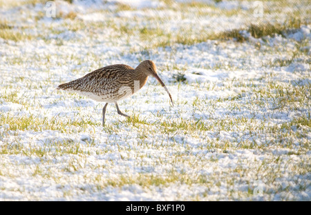 Eurasische Brachvogel (Numenius Arquata) Fütterung im Schnee bedeckt Feld in Irland Stockfoto