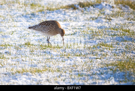 Brachvogel (Numenius Arquata) Fütterung im Schnee bedeckt Feld Stockfoto