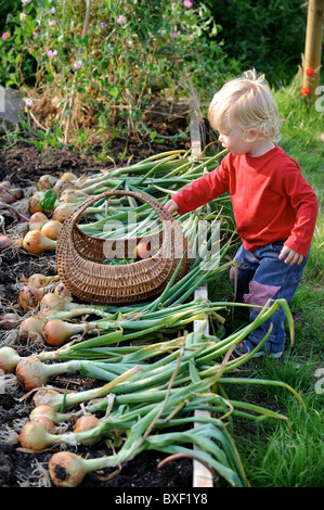 Kind mit einer Ernte von frisch gezapftes Zwiebeln aus einem Hochbeet in einen englischen Garten gemeinsamen Bauernhof Blumen UK Stockfoto