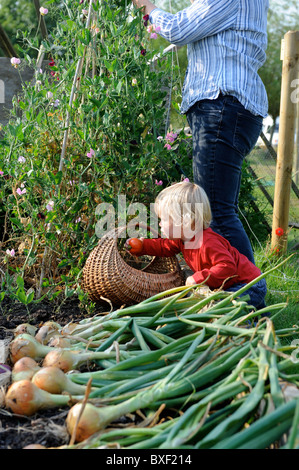 Eine Ernte von frisch gezapftes Zwiebeln aus einem Hochbeet in einen englischen Garten gemeinsamen Bauernhof Blumen UK Stockfoto