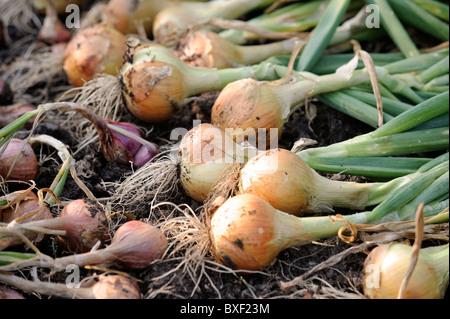 Eine Ernte von frisch gezapftes Zwiebeln aus einem Hochbeet in einen englischen Garten UK Stockfoto