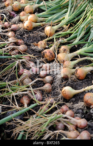 Eine Ernte von frisch gezapftes Zwiebeln aus einem Hochbeet in einen englischen Garten UK Stockfoto