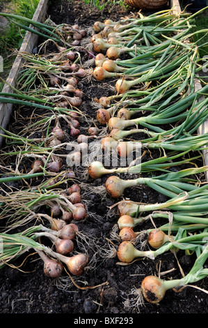 Eine Ernte von frisch gezapftes Zwiebeln aus einem Hochbeet in einen englischen Garten UK Stockfoto