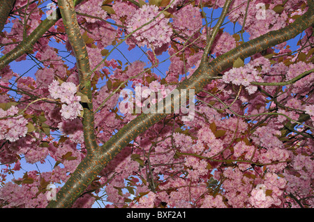 Cherry Blossom-Ast in voller Blüte Stockfoto