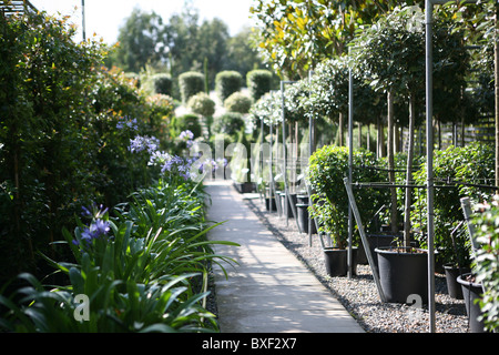 Pflanzen zum Verkauf (Agapanthus africanus, Laurus nobilis, Buxus) in einem Gartencenter Stockfoto