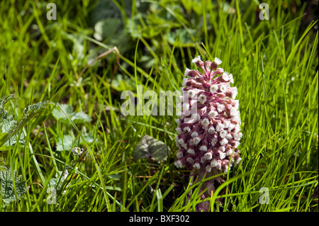 Gemeinsamen cm ist eine native mehrjährige Pflanze; eine UK-Wildblumen gemeinsame auf Grünland öffnen Sie Wälder und am Straßenrand. Stockfoto