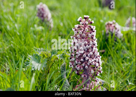 Gemeinsamen cm ist eine native mehrjährige Pflanze; eine UK-Wildblumen gemeinsame auf Grünland öffnen Sie Wälder und am Straßenrand. Stockfoto