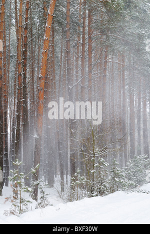 Schneefall im Winterwald, Ukraine Stockfoto