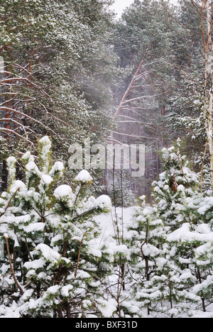 Verschneiten Wald im Winter, Ukraine Stockfoto
