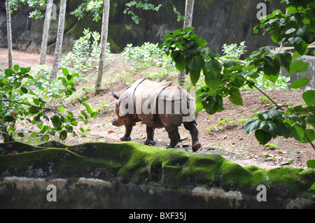 Das Panzernashorn oder das große einen gehörnten Nashorn im Zoo von Trivandrum Thiruvananthapuram in Kerala Indien Asien Stockfoto