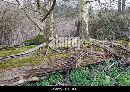 Zwei Silber-Birken wachsen aus einem umgestürzten Baum Stockfoto
