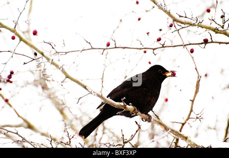 Amsel (Turdus Merula) Essen Weißdornbeeren an einem verschneiten Wintertag. Stockfoto