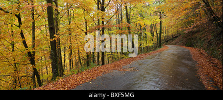 Panoramablick über die Straße zwischen einem Buchenwald auf dem Herbst Farbe Höhepunkt, Albergaria Wood, Geres Nationalpark, Portugal Stockfoto