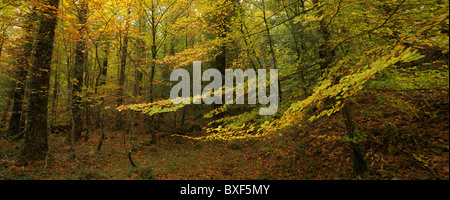 Panoramic view over a beech forest at fall,Albergaria Wood, Penêda Gerês National Park, Portugal Stockfoto