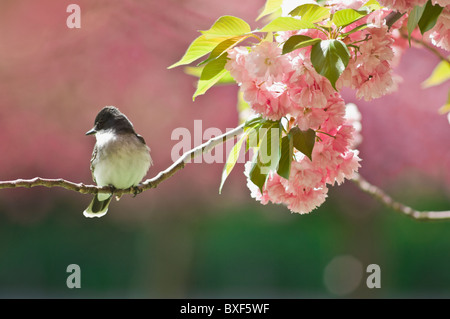 Kingbird gehockt Kirsch Baumniederlassung Stockfoto