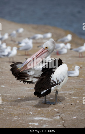Pelikan auf der Bank, die Reinigung der Federn Stockfoto