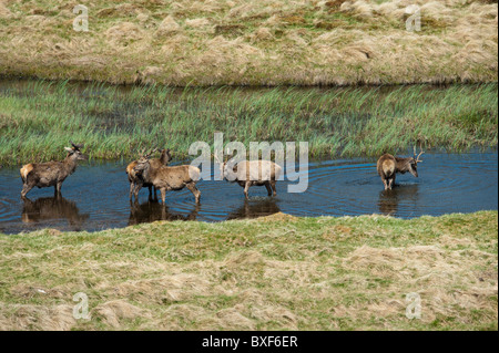 Red Deer Hirsch, Gruppe, samt, im Fluss Stockfoto