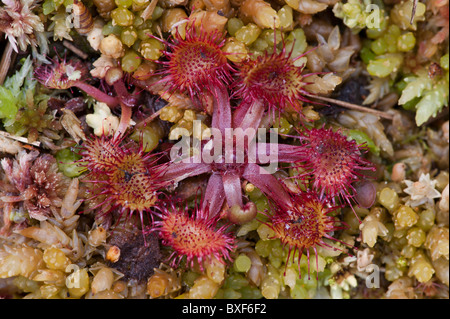 Runde-leaved Sonnentau (Drosera Rotundifolia) Stockfoto