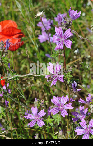 Moschusmalve (Malva Moschata) Blüte auf einer wilden Wiese im Frühling - Cevennen - Frankreich Stockfoto