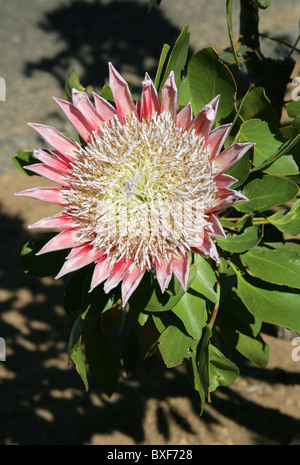 Königsprotea aka Giant Protea, Honeypot oder King Sugar Bush, Protea Cynaroides Proteaceae, Kapprovinz, Südafrika Stockfoto