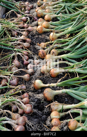 Eine Ernte von frisch gezapftes Zwiebeln aus einem Hochbeet in einen englischen Garten UK Stockfoto