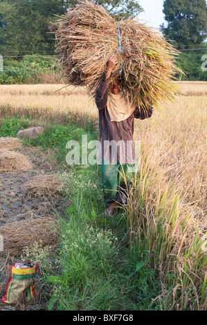 Indische Frau, die die Ernte die Ernte von Reis auf dem Kopf. Andhra Pradesh, Indien Stockfoto