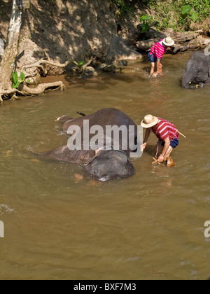 Elefanten gebadet durch ihre Mahouts in einem Fluss im maesa Elefanten Camp in Chiang Mai Stockfoto