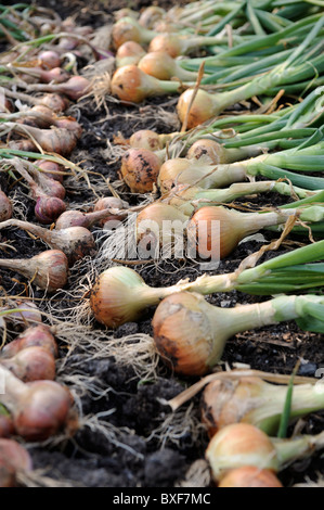 Eine Ernte von frisch gezapftes Zwiebeln aus einem Hochbeet in einen englischen Garten UK Stockfoto